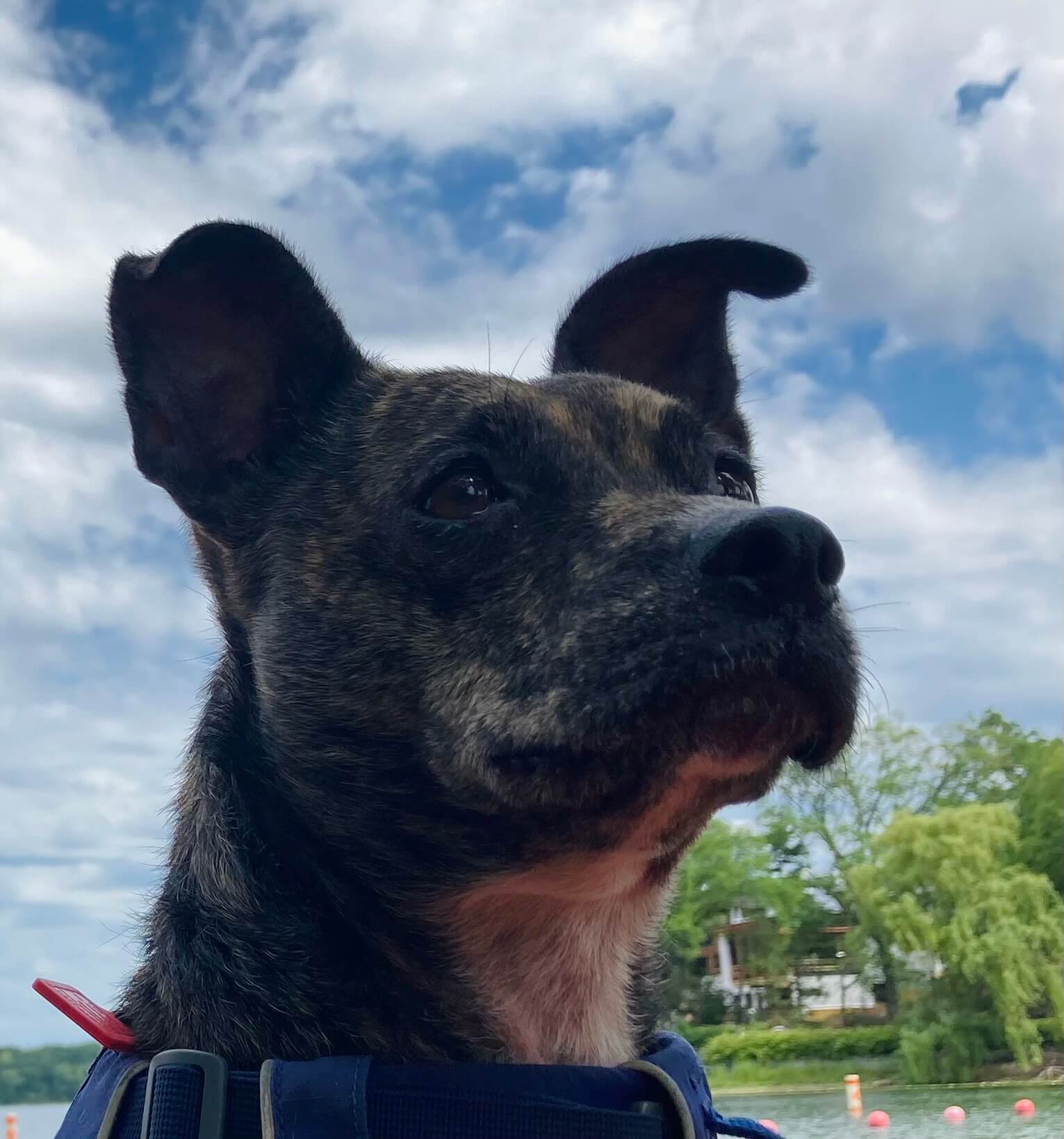 Huck's dog, Prairie, gazing off to the side